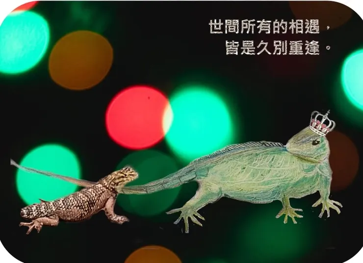 沙漠多刺蜥蜴與綠綠在一起。  圖文設計/Ms. Rio