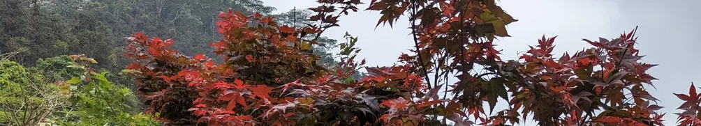 章魚團團的沙龍