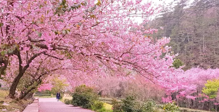 🔗 台中｜武陵農場 & 福壽山農場 (圖片來源:KKday)