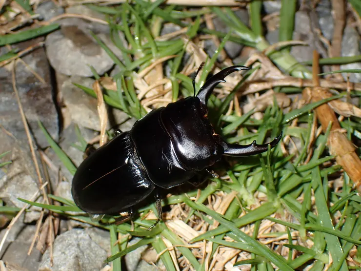 © Lupin 的觀察紀錄