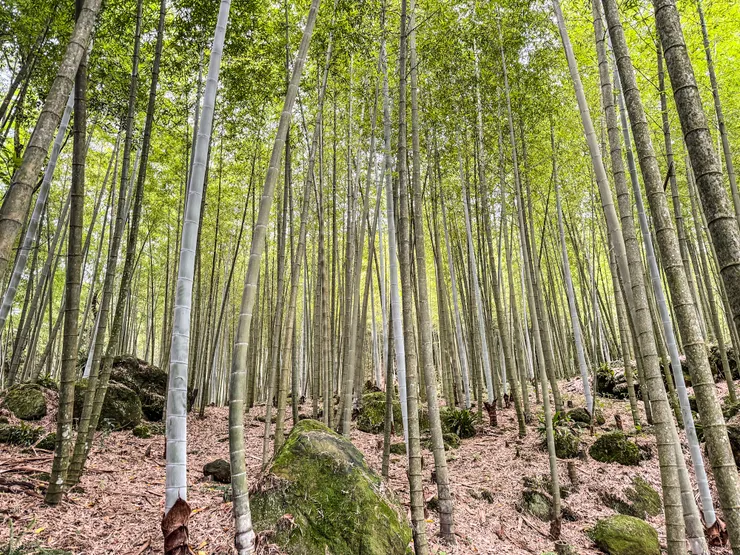 又是一處超大片青翠竹林