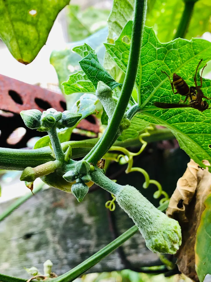 拍攝時，有一隻蜜蜂亂入。