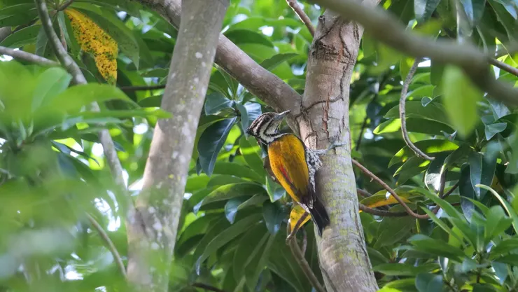 沒有紅色冠是女生