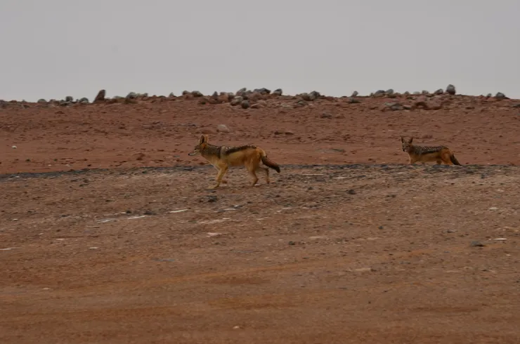 胡狼虎視眈眈徘徊