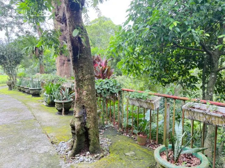 後面一小片空地|三峽春谷餐廳
