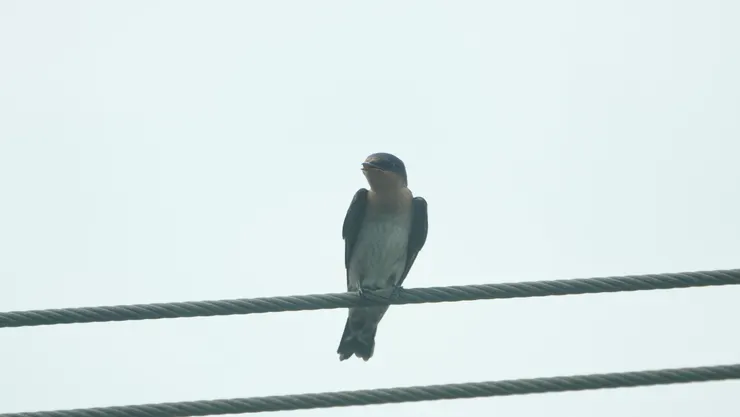 洋燕沒有胸前紋