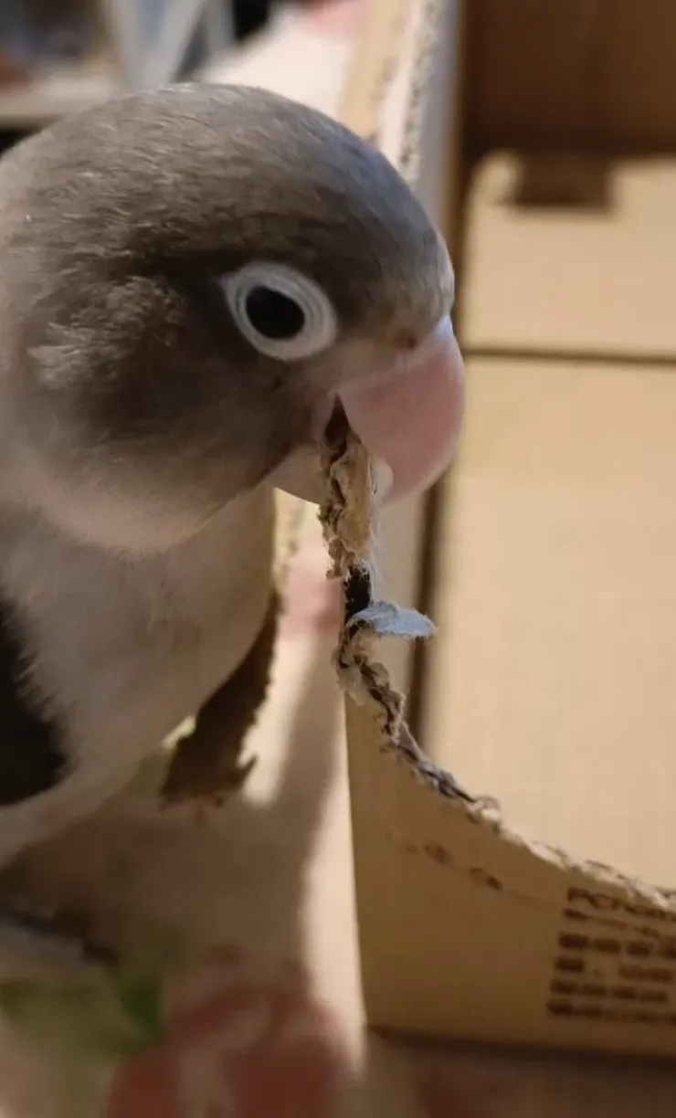 喜歡咬紙箱的財財