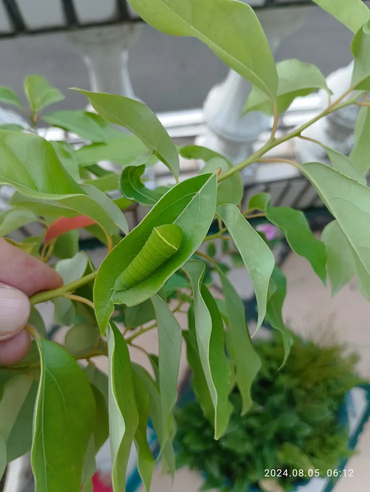 台上樟樹呀！青帶鳳蝶幼虫見