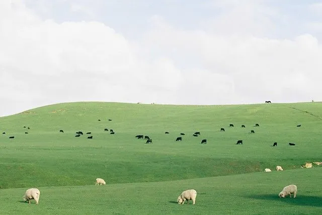 世界的閱讀方式