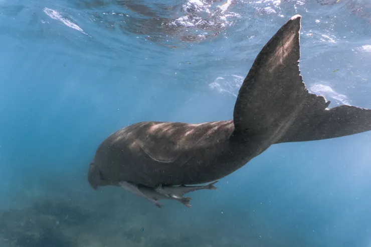 Pinas尾巴的缺口與傷疤