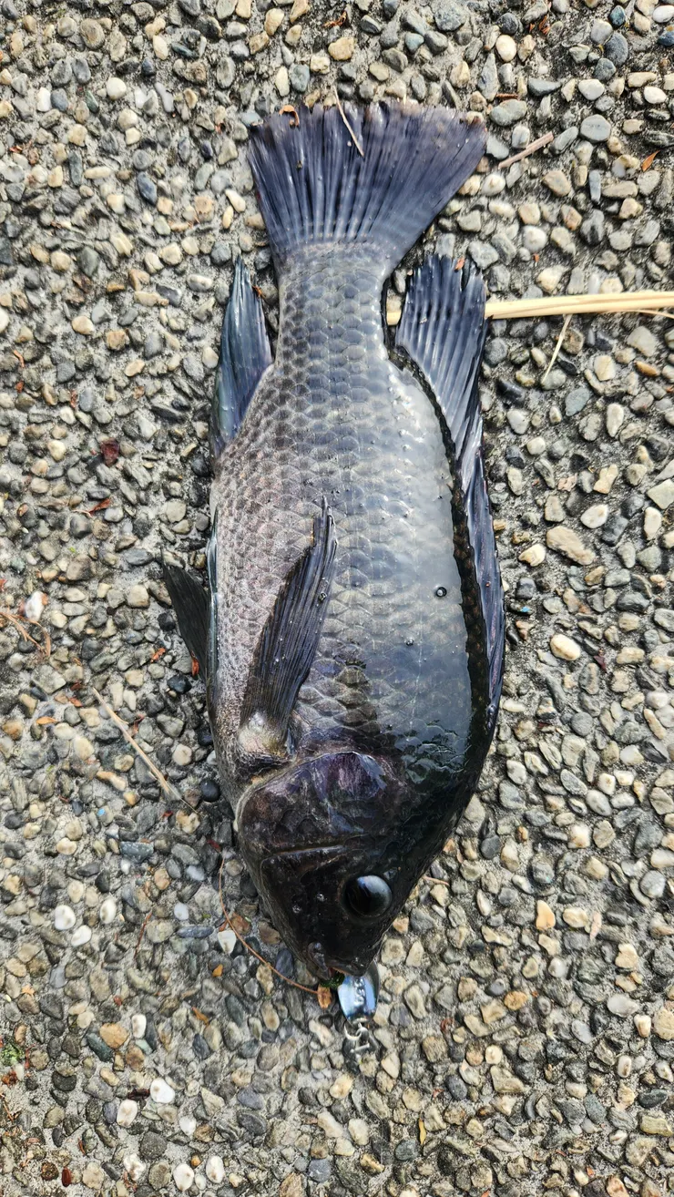 新手的運氣！！我的第一尾路亞魚！十分的謝謝你！