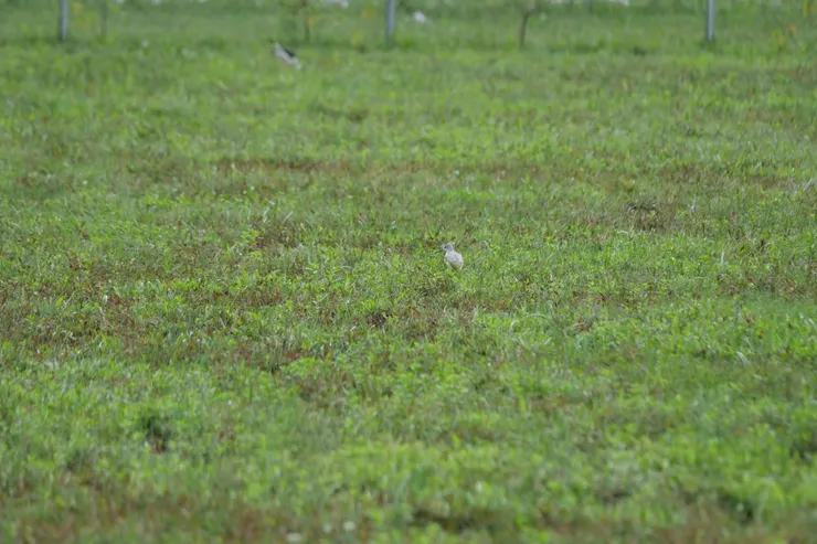 ‘我是小青足’