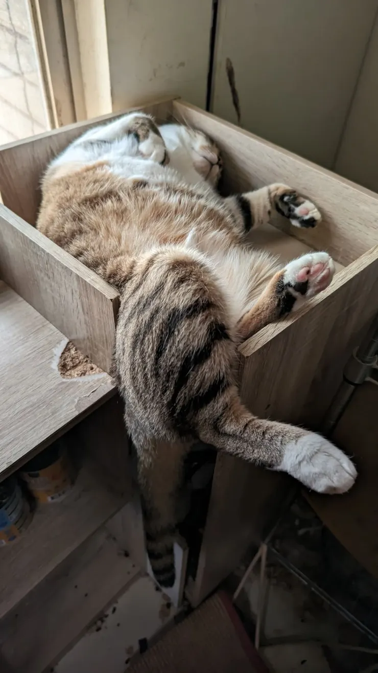 阿吵：躺躺就可以拿博士，真好