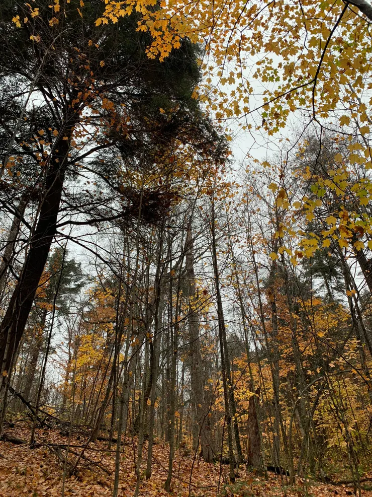 自古逢秋悲寂寥，我言秋日勝春朝。 晴空一鶴排雲上，便引詩情到碧霄。（秋詞/作者：劉禹錫）