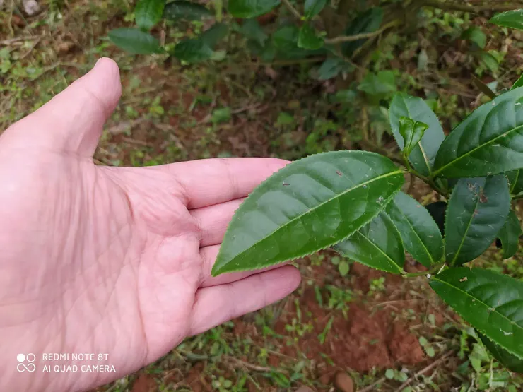 台茶12號<金萱>樹葉和手掌比例