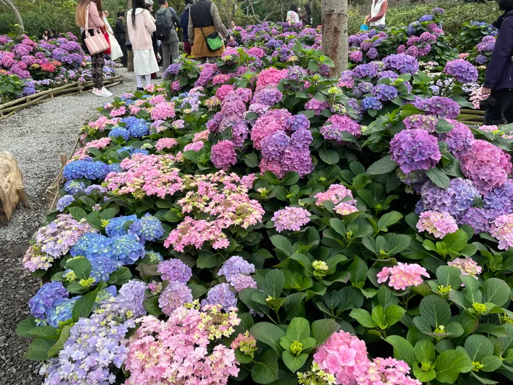 大安森林公園的繡球花（2025.2.25）