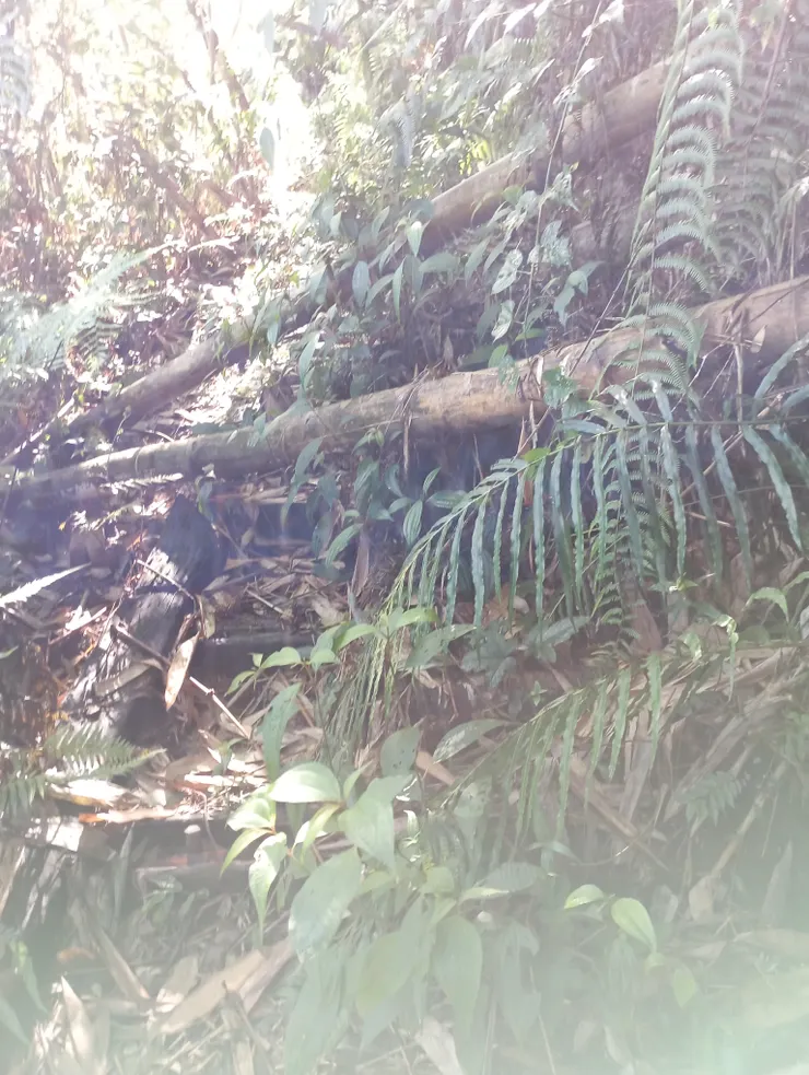 頭社山步道早就沒有人維護 河童拍攝/2022年