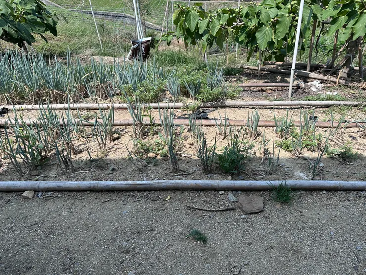 菜園裡的蔥，根本就像是外婆的菜園