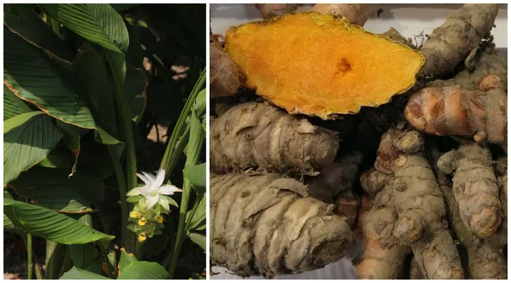 李白詩中的鬱金香美酒，一說是用一種叫作「鬱金」所浸泡的酒，「鬱金」即今日的薑黃，圖片左為薑黃花，右為薑黃塊根。