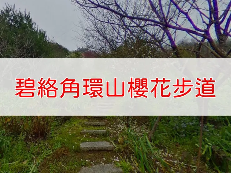 【苗栗】碧絡角環山櫻花步道 | 全長里程:1公里 | 難易度:低(適合初學者及家庭)