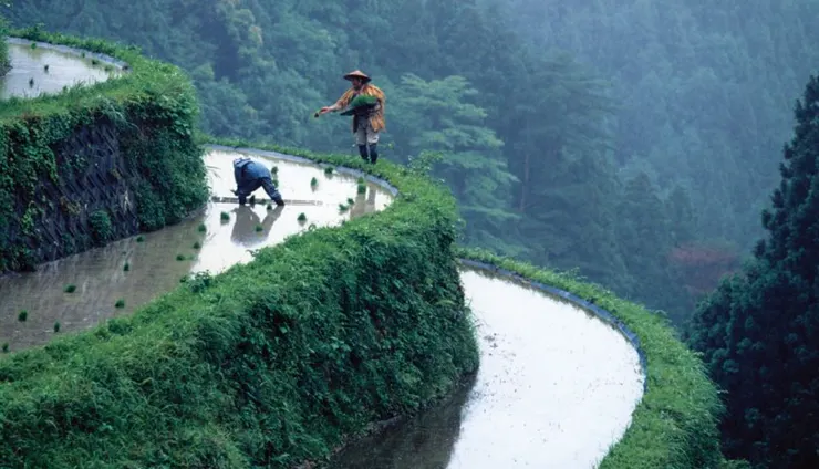 「樫原の棚田」也就是梯田