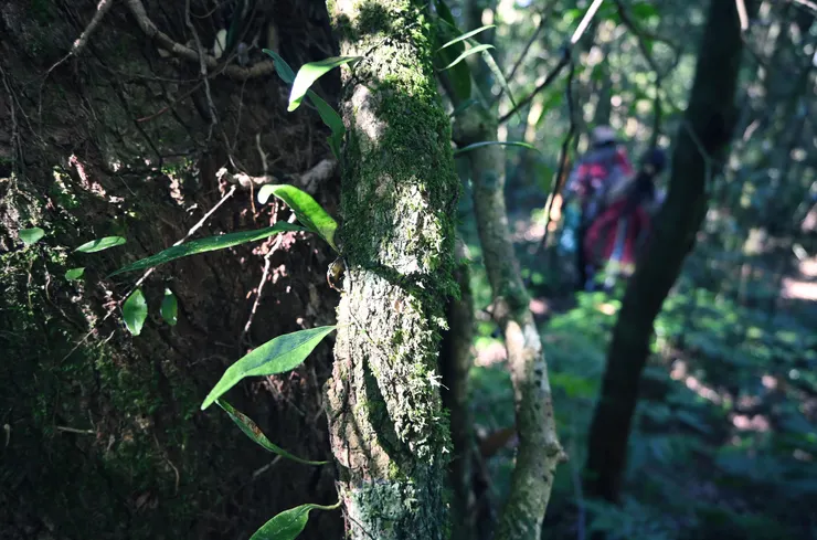 在森林中行走的鄒族獵人。