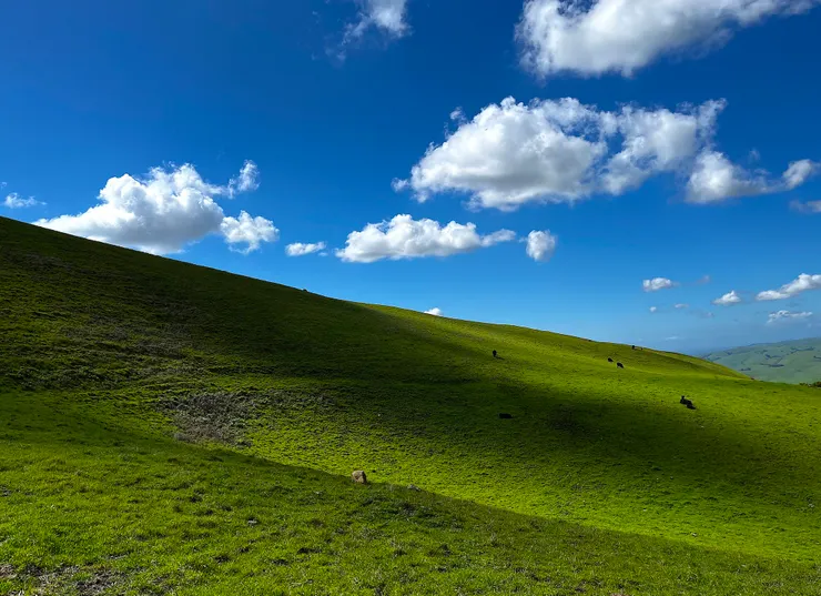 圖片來源：鱸魚