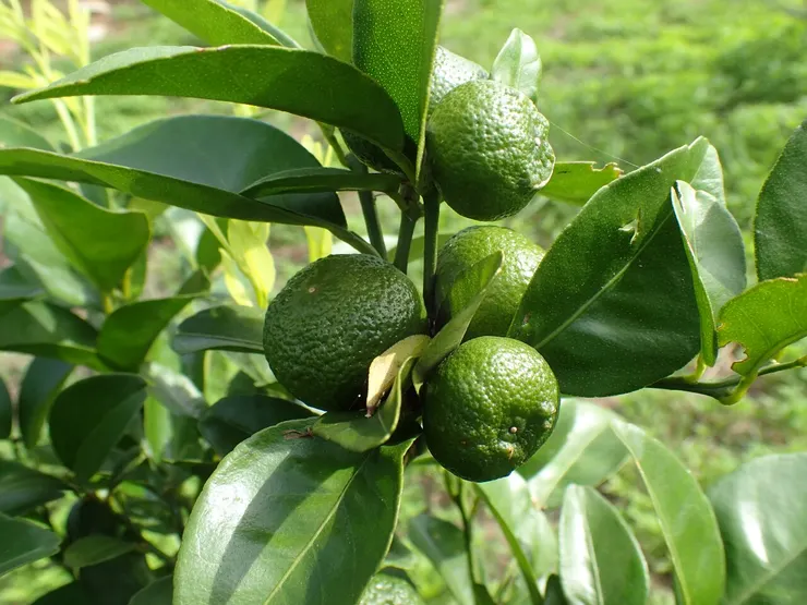 照片中的香檬果實看起來很大，其實大概只有十元大小。