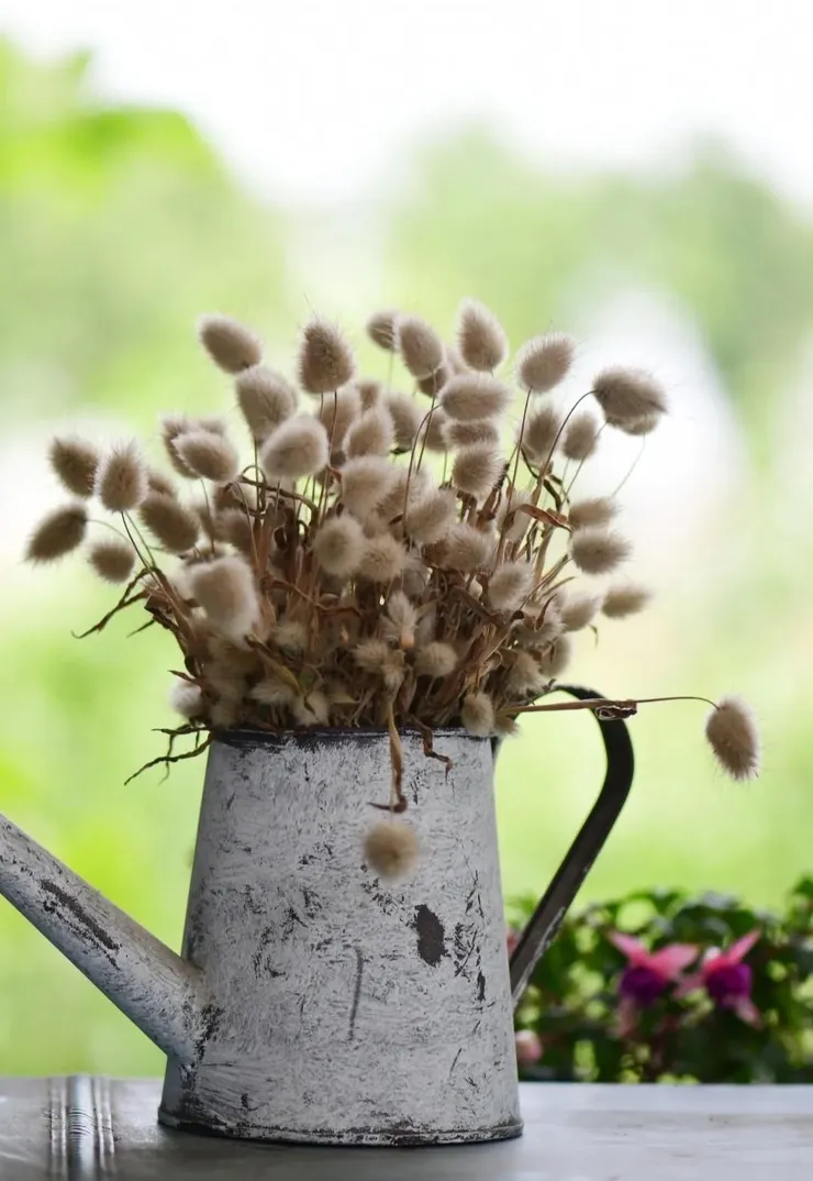 兔尾草乾燥花切花