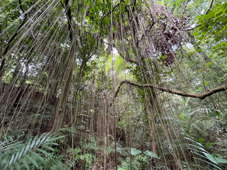 阿媽每次經過都說很像電影場景的苦藤樹