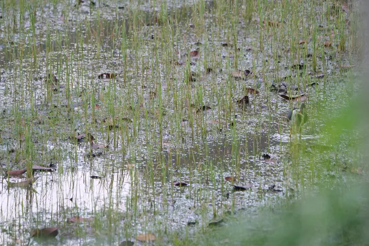 稻米田靜悄悄出現的White-breasted waterhen