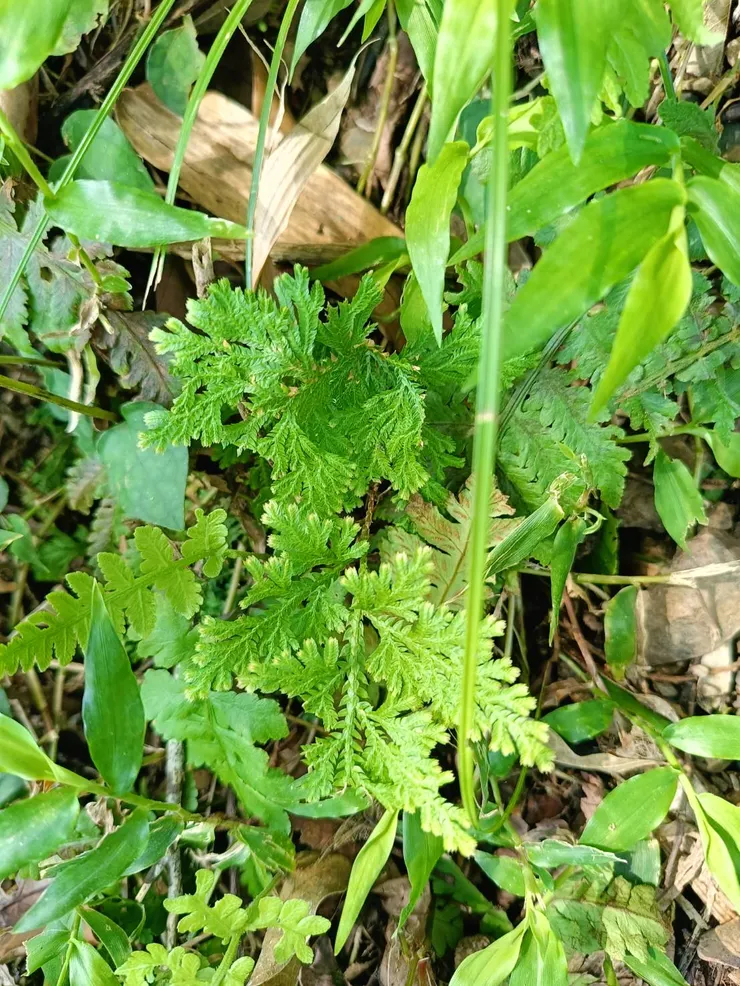 各種卷柏都好可愛