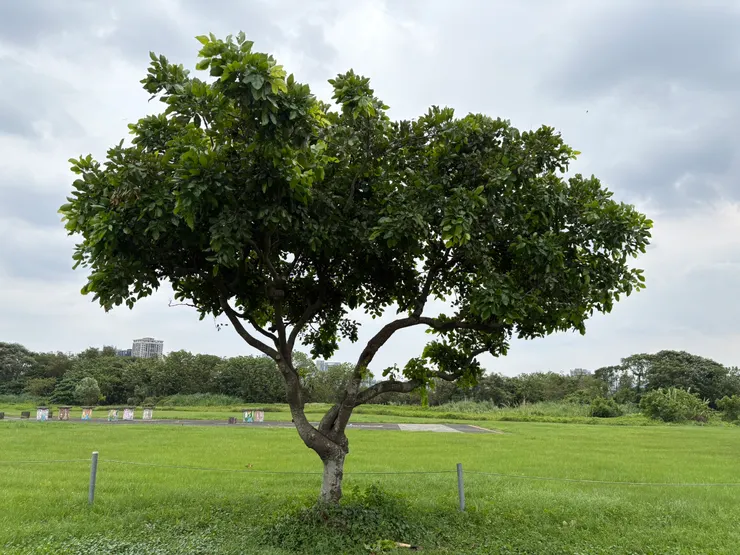 水黃皮草地-鴿子朋友長眠之地