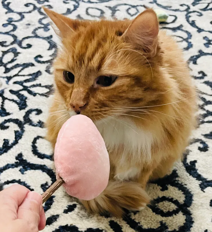 適當的互動，可增進貓奴與主子們的『親子關係』。