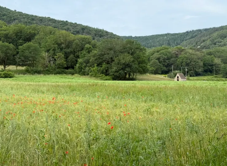春天田野的風情
