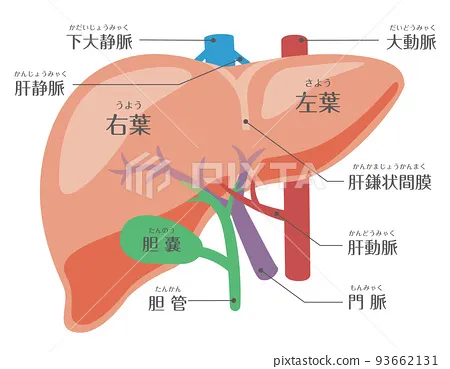 肝臟的剖面構造圖
