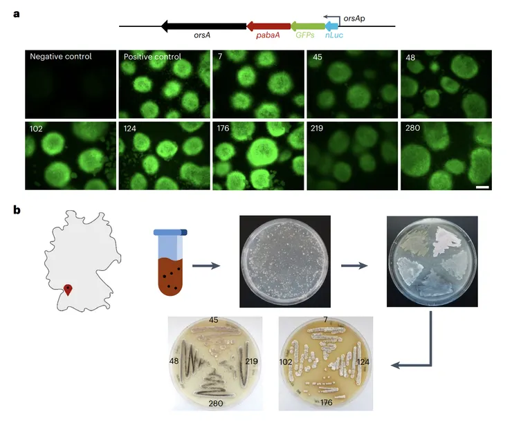 圖二、從土壤中篩選出的305株細菌中有8株成功啟動綠色螢光反應，這代表小巢狀麴菌有分泌苔色酸。