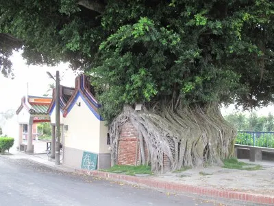 大榕樹（圖片來源：文化資源地理資訊）