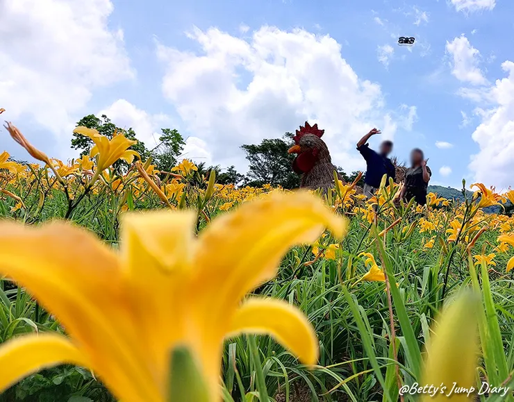 ▲2025花現台七「桃園繡球金針農遊趣」/ 圖片來源：Betty's Jump Diary