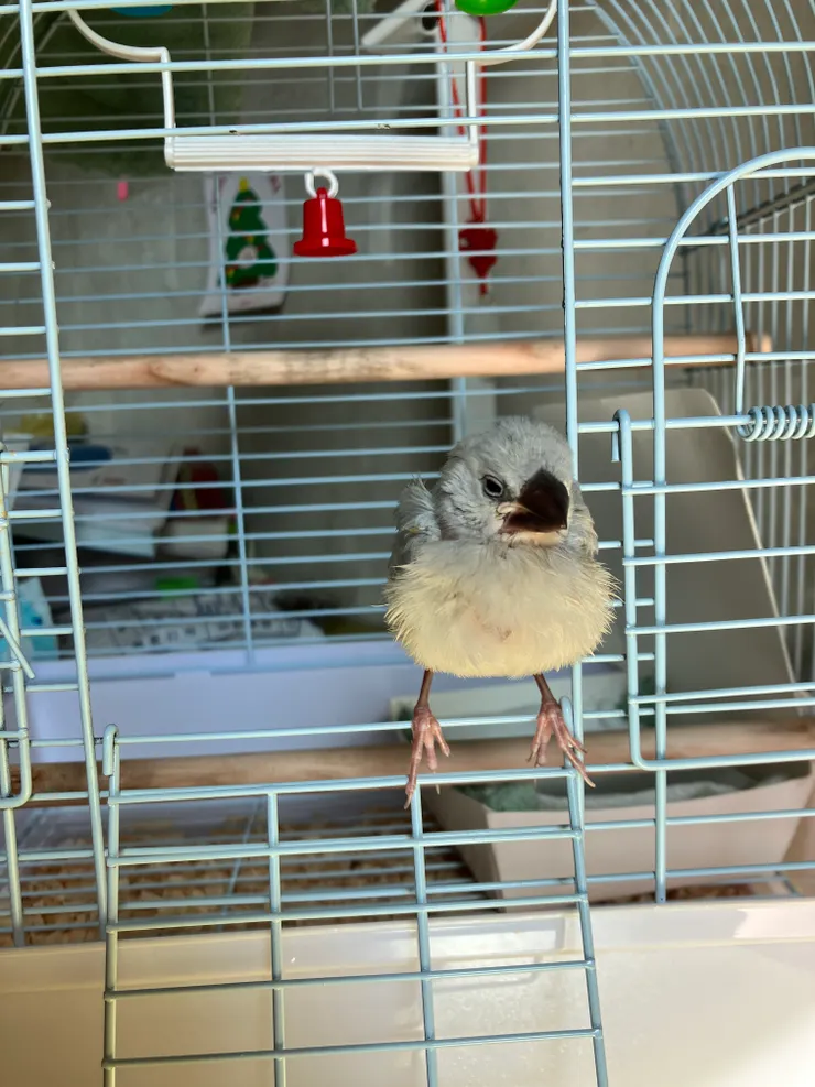 就搬進新家啦！有鞦韆、木棍。我有點寵他，沒有固定時間放風，所以他經常等在門口等我放他出來玩～