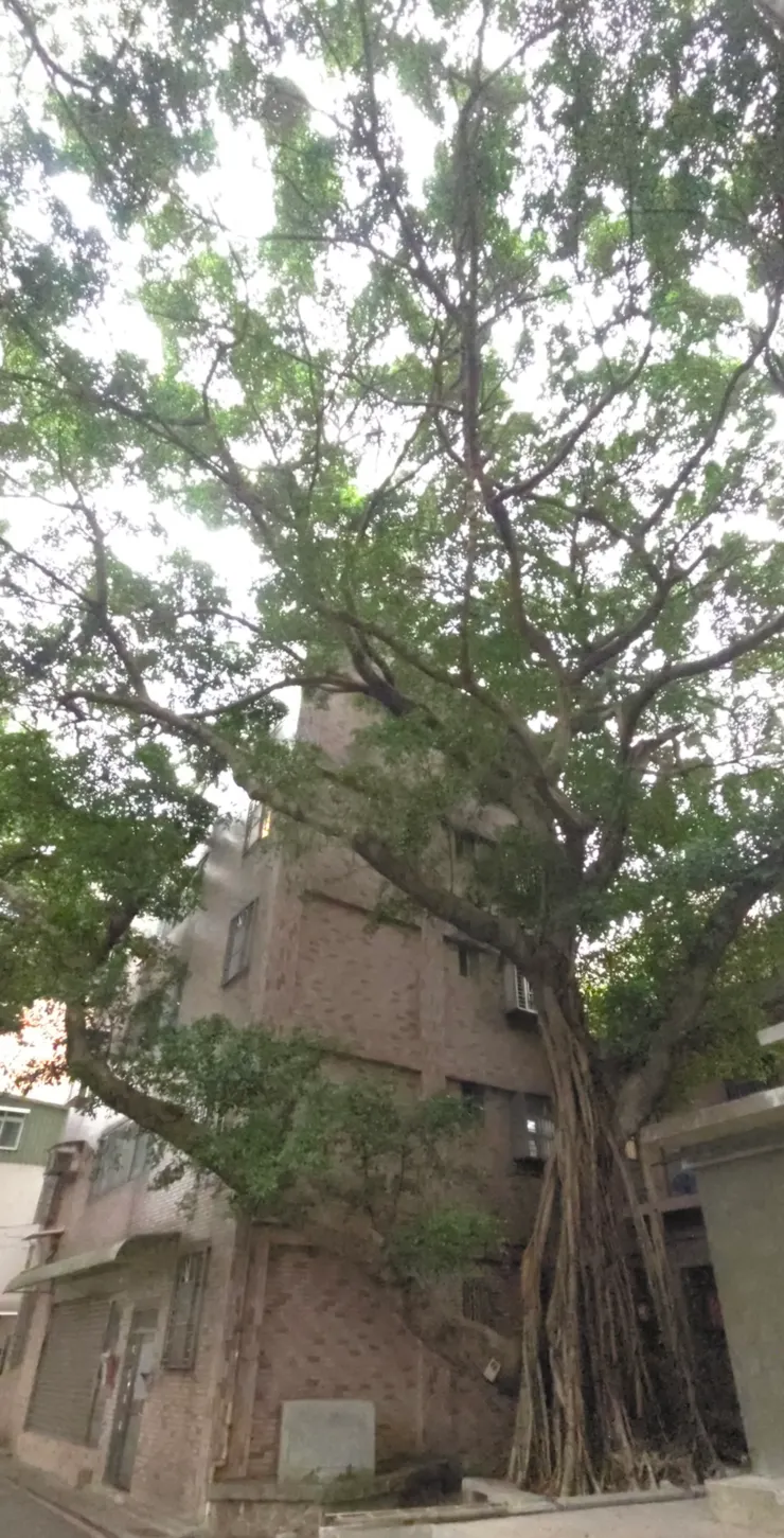 有記事碑文解說的老榕樹