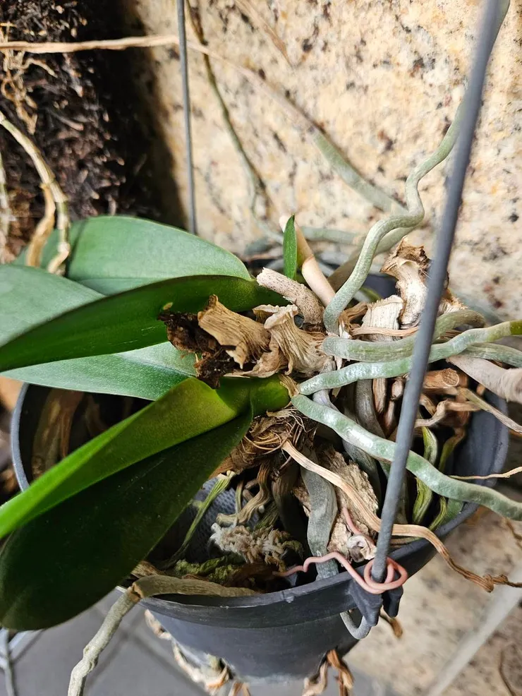 圖七、先前中了黑頭的植株,可以看到黑色的部分就是先前壞死的組織。蝴蝶蘭若夠強壯 (根系夠多夠粗壯)會在壞死的植株旁邊長出側芽,所以不要看到植株掉光葉子就放棄照顧了,有可能他只是還在醞釀側芽歐~