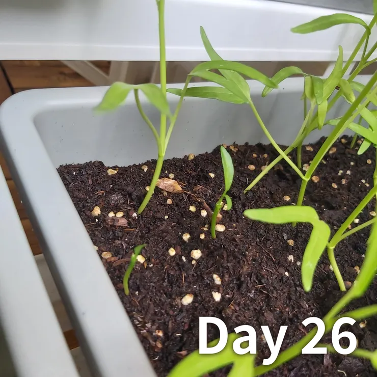 很好笑，它真的就長直直一根🤣