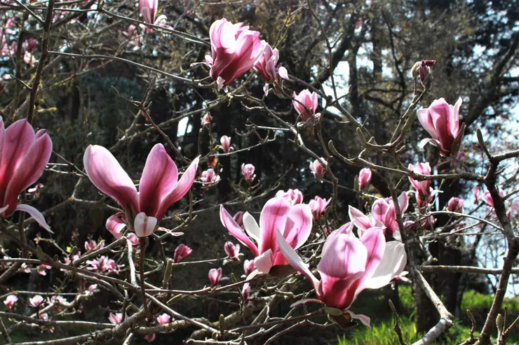 辛夷/木蘭 就像山裡不世出的隱士高人，可在山裡活上好幾百年！春來，就像雀躍的精靈兀自進行一場美妙的舞蹈！(攝自阿里山木蘭園)