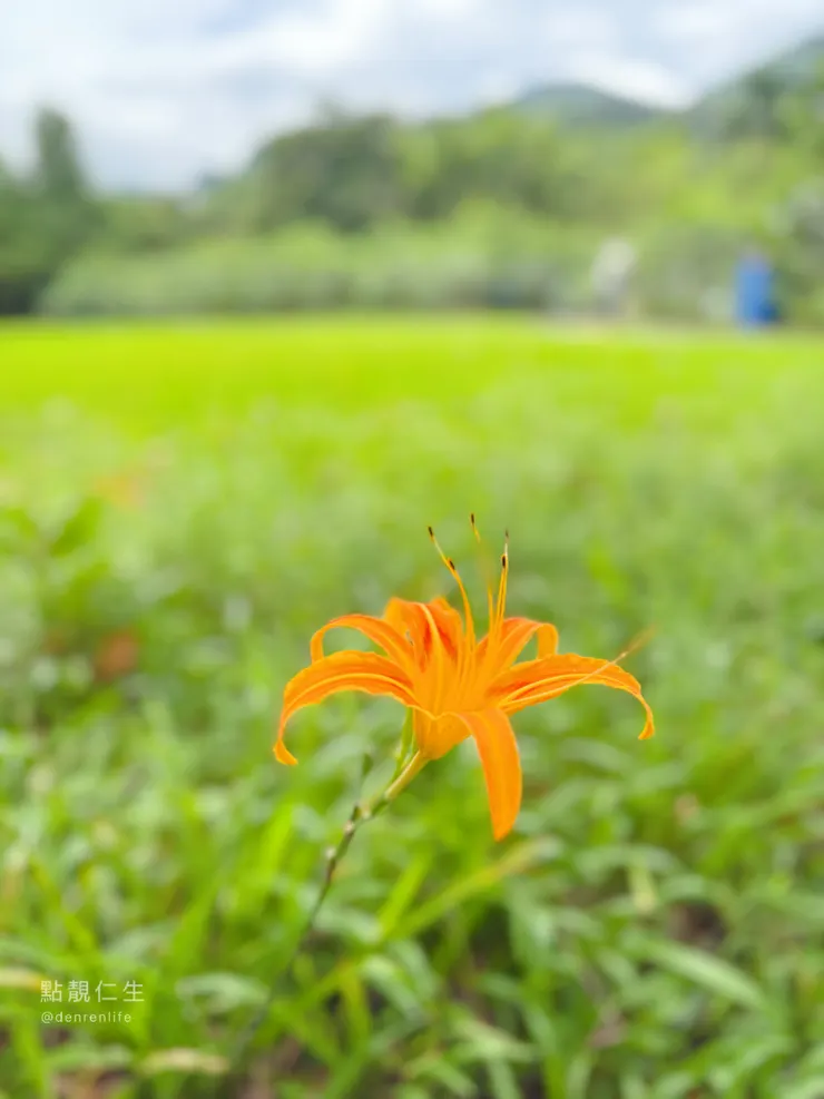後面一小片空地|三峽春谷餐廳