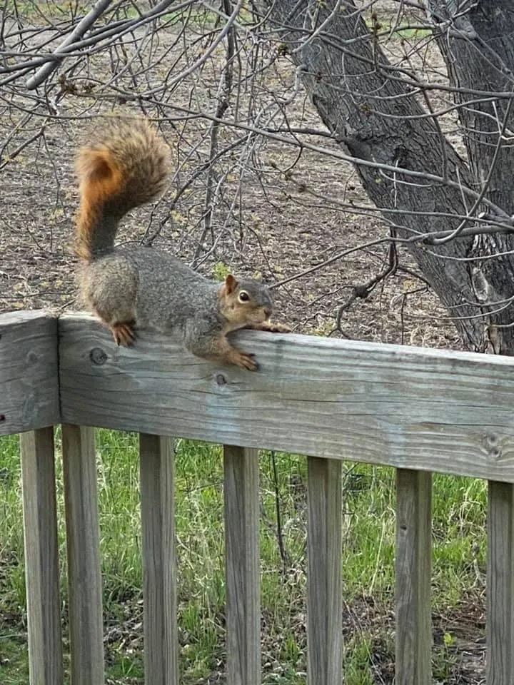 這時我回想到一星期前，我高高聳起尾巴的英姿