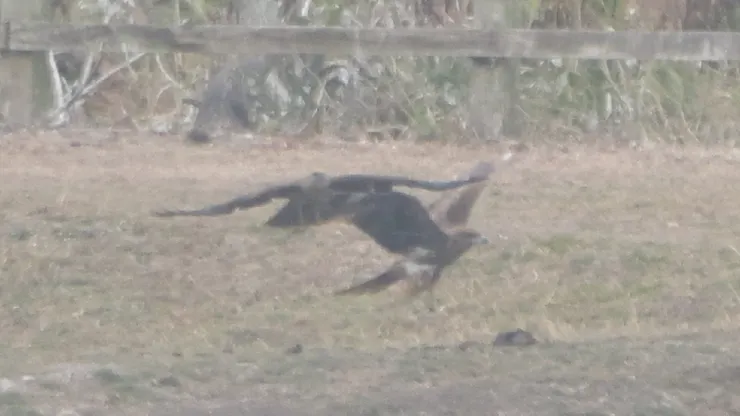 左栗鳶，右黑鳶