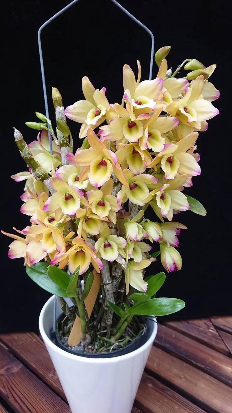 購買高品質春石斛 全省都可送 賴慶隆種植的超美蘭花 心情故事花房