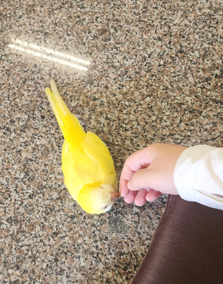 喜歡這抹嫩又吸睛的黃