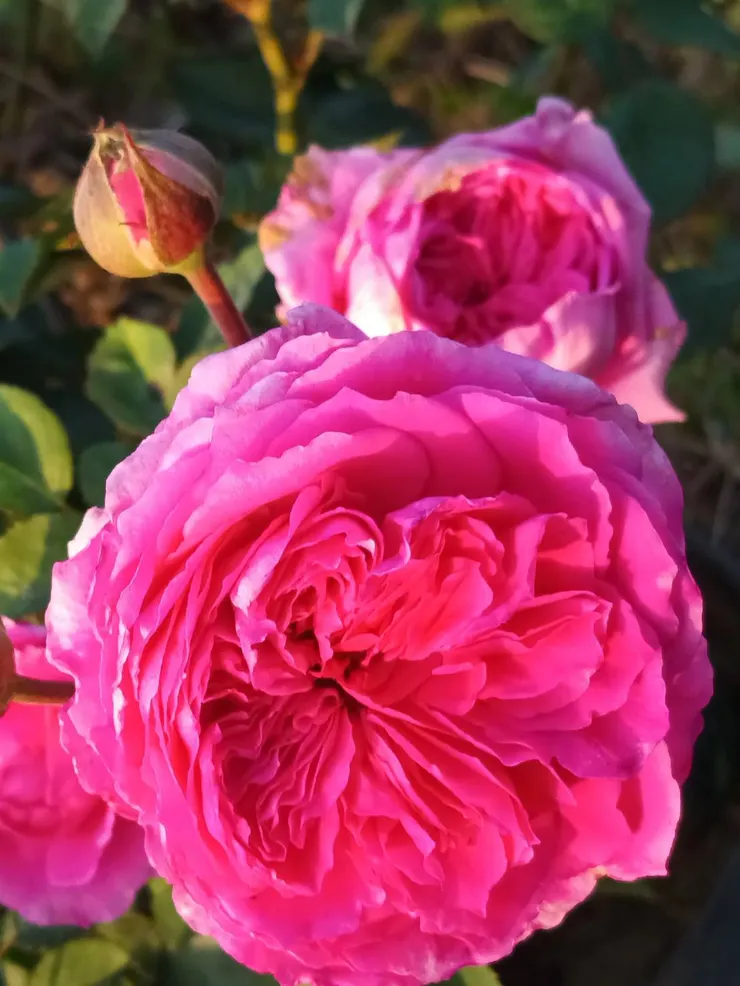 玫瑰的命名是怎麼來的？ 其實就是育種家命的，育種家儼然就是新品種玫瑰的父母，只是每個育種家的興趣、嗜好很不同，命出來的名字也就千奇百怪、五花八門。